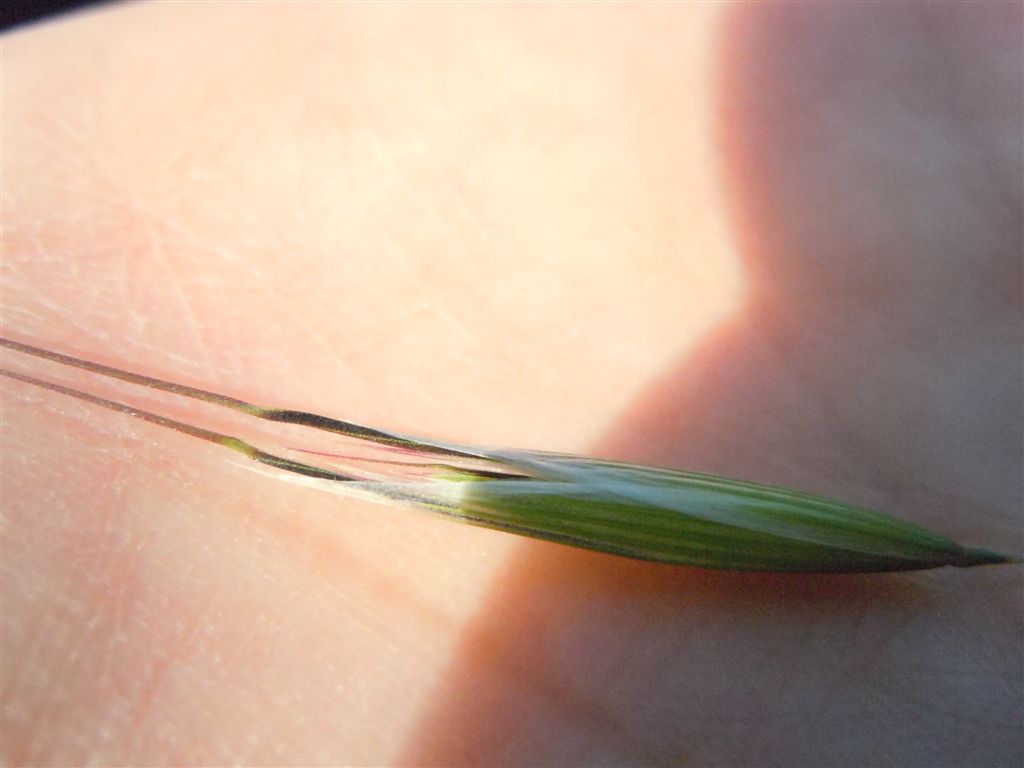 Pianta da Miseno - Avena barbata